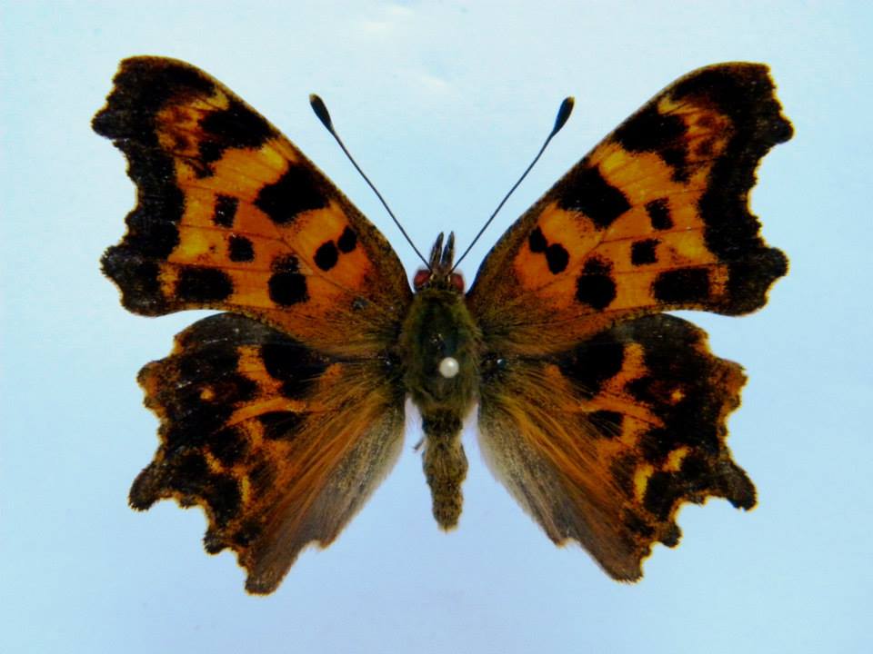 Polygonia c-album (cold shock abb 8) (Internet Image property of respective owner, non-commercial use only)